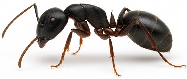carpenter ant