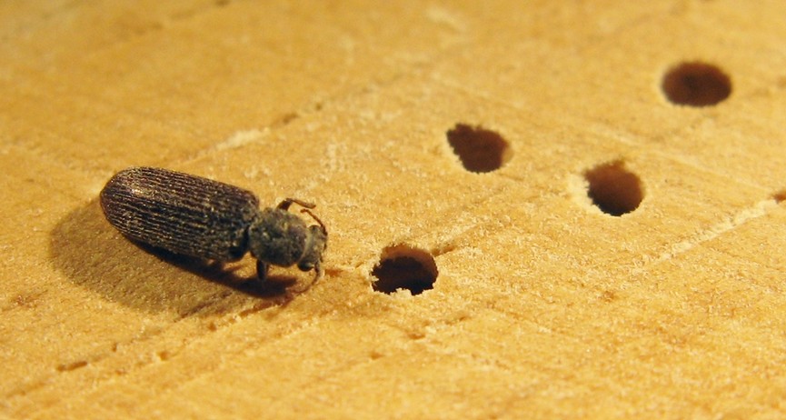 powder post beetle