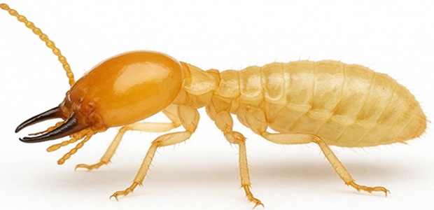 termites in massachusetts