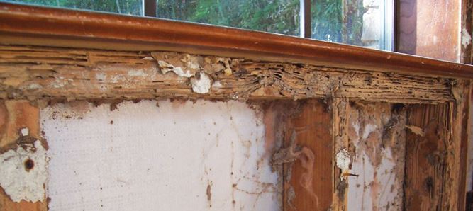 termite damage
