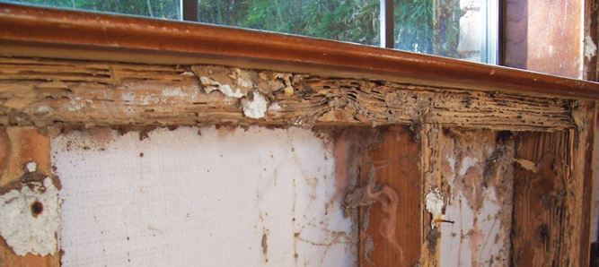 termite damage